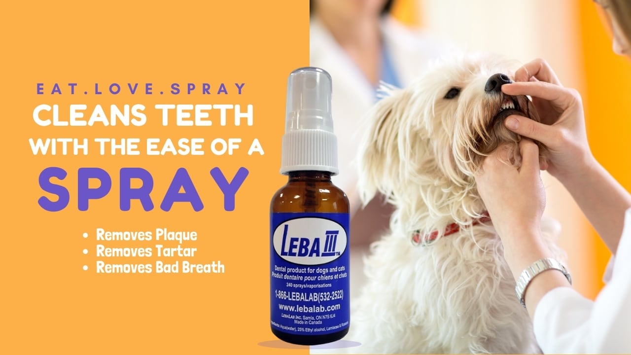 5 Best Dog Dental Spray in 2023